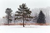 Trees In Snowstorm_34244